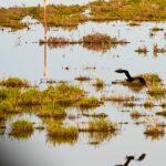 Acu&iacute;fero de Do&ntilde;ana