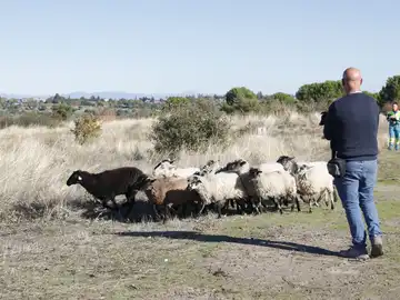 Uno de los proyectos consiste en ver los efectos del pastoreo sobre el suelo y la flora Uno de los proyectos consiste en ver los efectos del pastoreo sobre el suelo y la flora