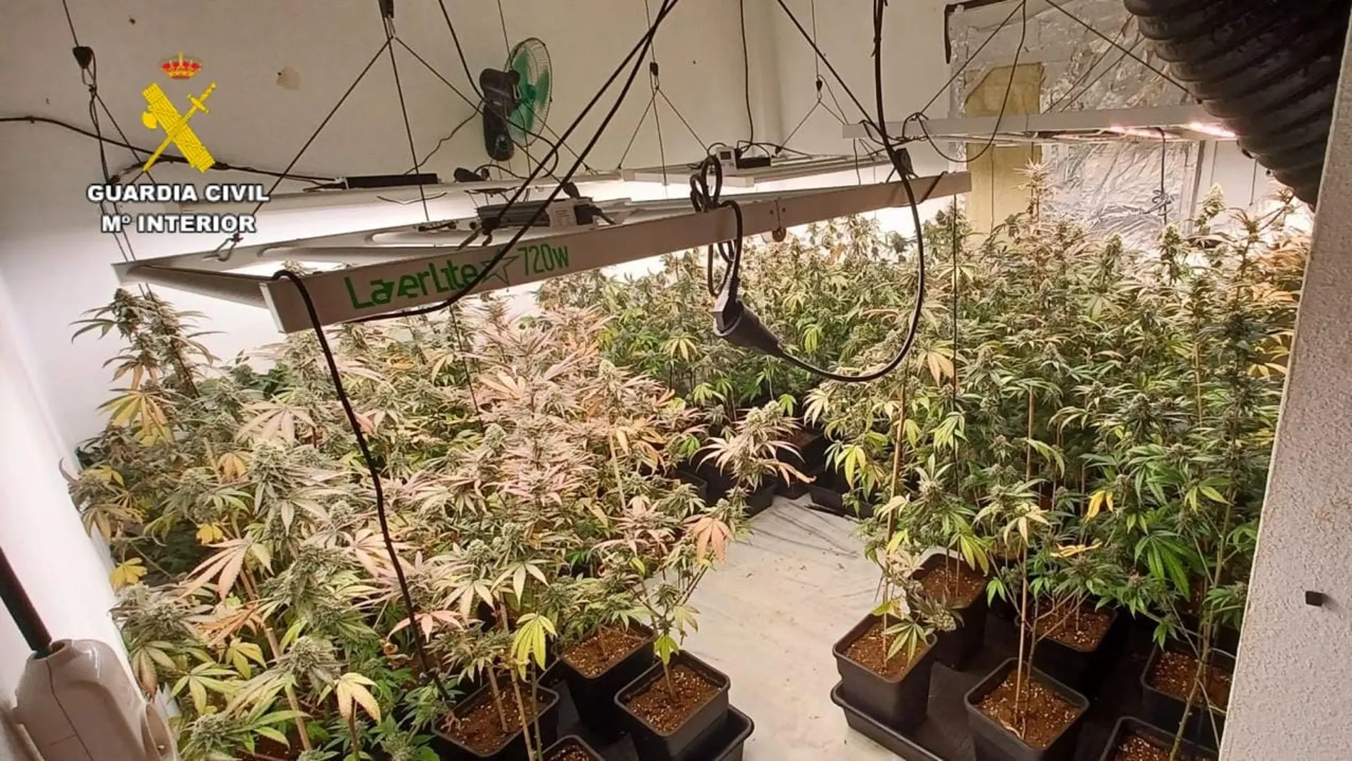 Imagen facilitada por la Guardia Civil de las plantaciones de marihuana