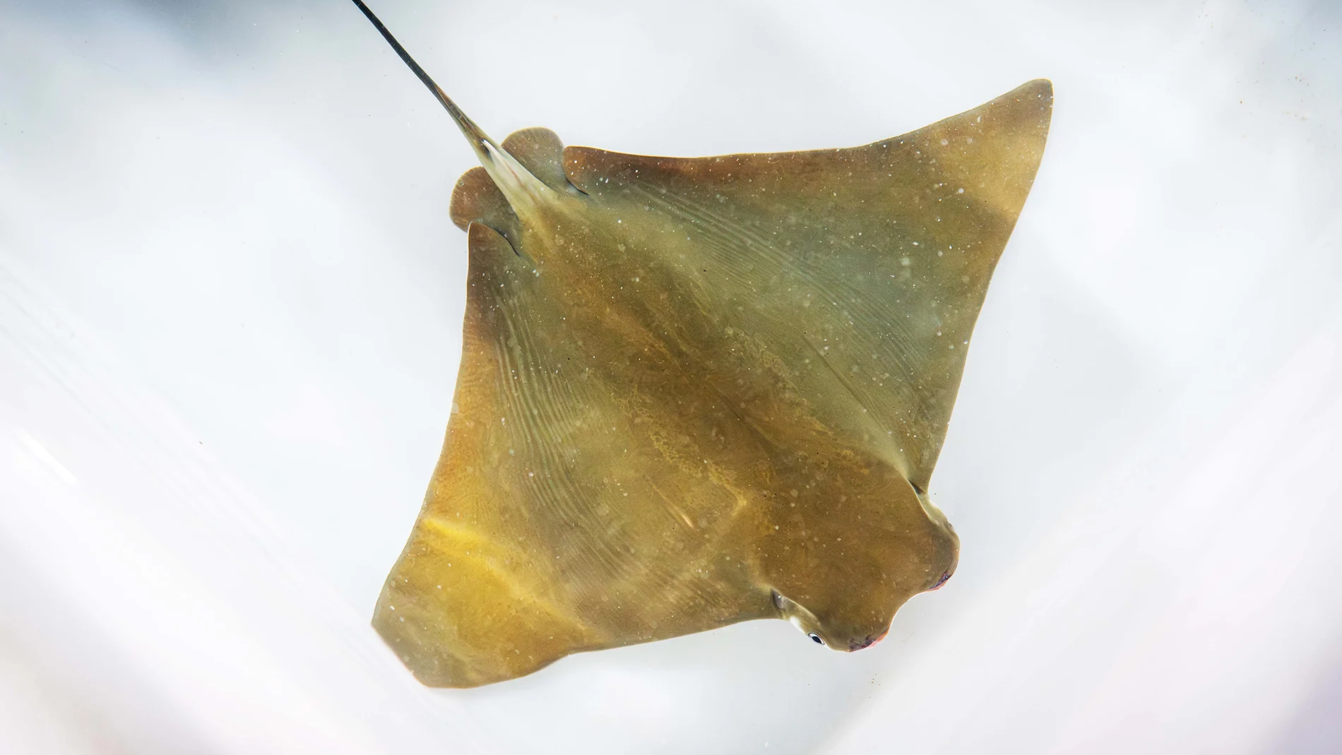 ¿Qué es una "raya marginata", la nueva habitante del Oceanogràfic de Valencia?