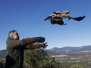 La C.Madrid aumenta en más de un 13% las parejas de águila imperial y libera dos ejemplares rehabilitados en el CRAS La C.Madrid aumenta en más de un 13% las parejas de águila imperial y libera dos ejemplares rehabilitados en el CRAS