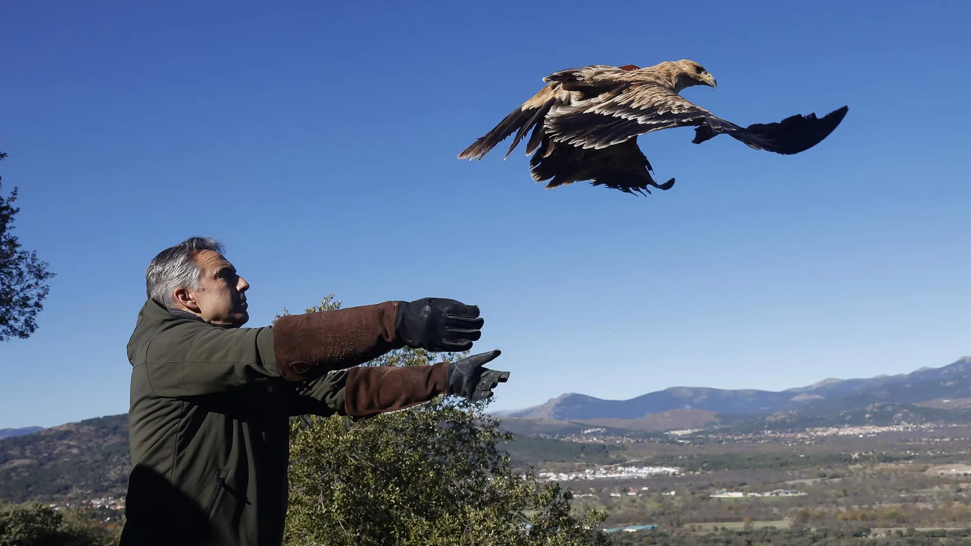 La C.Madrid aumenta en más de un 13% las parejas de águila imperial y libera dos ejemplares rehabilitados en el CRAS