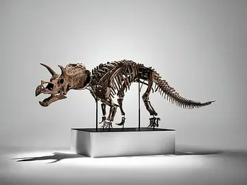 Un esqueleto de tricerátops se vende por 5,3 millones en una subasta en Nueva York AME658. NUEVA YORK (ESTADOS UNIDOS), 19/11/2025.- Fotografía cedida por Modern & Contemporary Art Evening Sale New Work, que muestra el esqueleto de un dinosaurio triceratops joven que subasta la casa Phillip's a partir de 2,5 millones de dólares. El esqueleto de dinosaurio tricerátops joven se vendió este miércoles por 5,3 millones de dólares en Phillip's, en Nueva York, el último ejemplo de una creciente tendencia a la venta de hallazgos paleontológicos ante la demanda de coleccionistas pri...