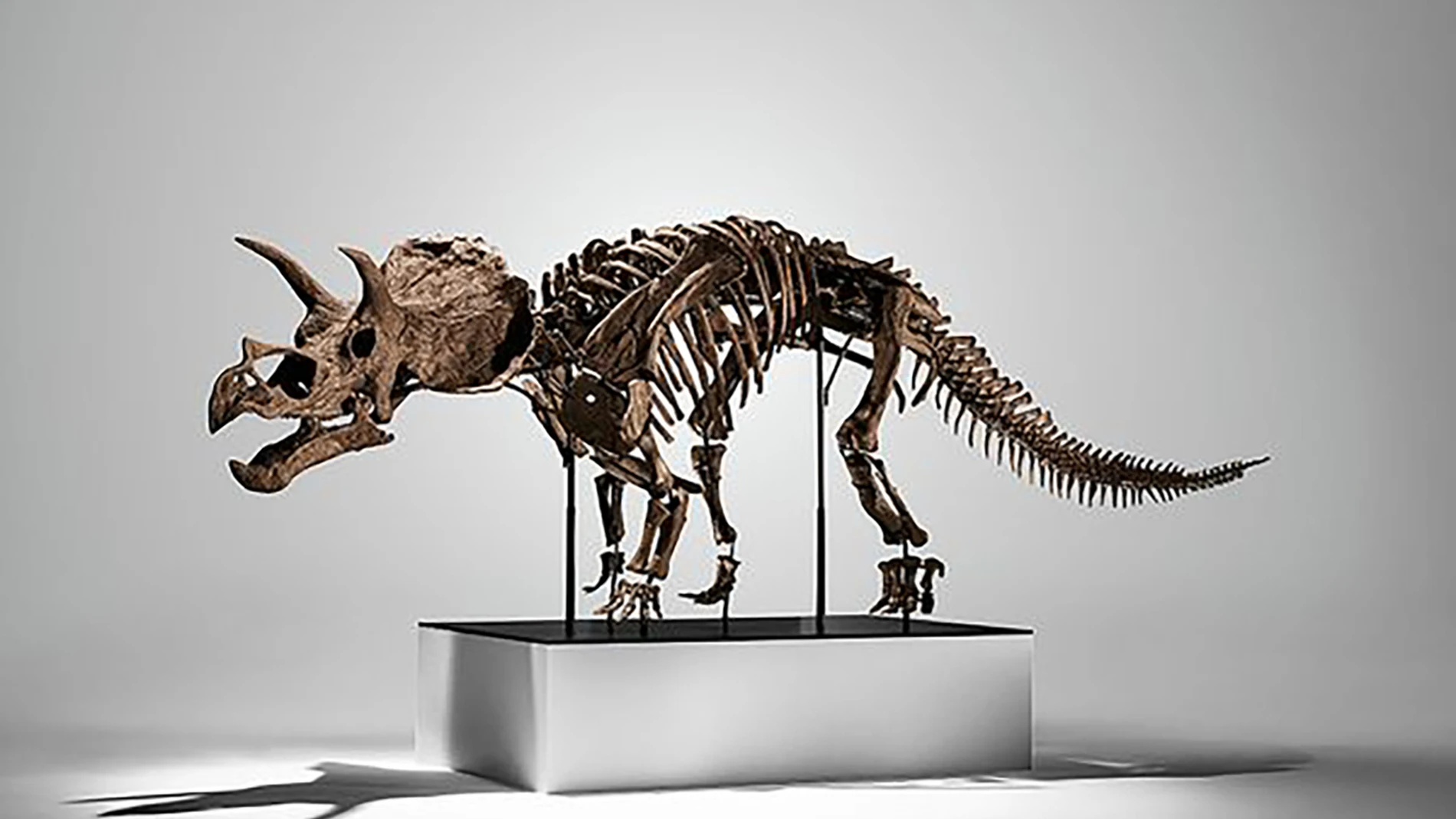AME658. NUEVA YORK (ESTADOS UNIDOS), 19/11/2025.- Fotografía cedida por Modern & Contemporary Art Evening Sale New Work, que muestra el esqueleto de un dinosaurio triceratops joven que subasta la casa Phillip's a partir de 2,5 millones de dólares. El esqueleto de dinosaurio tricerátops joven se vendió este miércoles por 5,3 millones de dólares en Phillip's, en Nueva York, el último ejemplo de una creciente tendencia a la venta de hallazgos paleontológicos ante la demanda de coleccionistas pri...