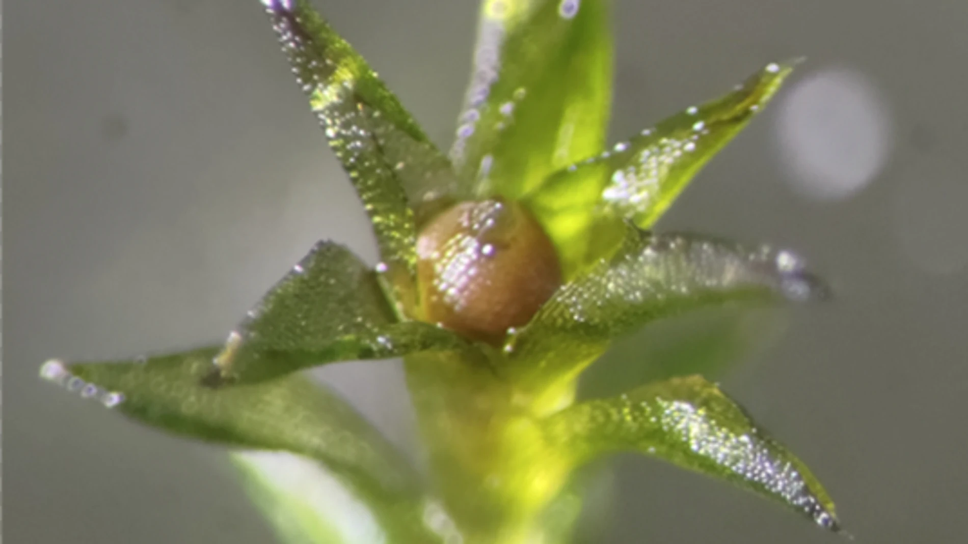 GRAF8292. MADRID, 20/11/2025.- Vista de una gran espora de color marrón rojizo en el musgo. Esta cápsula contiene numerosas esporas en su interior. Los investigadores recogieron estas esporas individualmente y las utilizaron como muestras para el experimento de enviar musgo y que fuera expuesto a las condiciones exteriores de la Estación Espacial Internacional (ISS). Ha sobrevivido nueve meses en las condiciones extremas del espacio, ha regresado a la Tierra y ha sido capaz de seguir viviendo...