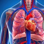 Esta es la prueba que deberías hacerte antes de os 40 para disminuir el riesgo de infarto, según un neurólogo Esta es la prueba que deberías hacerte antes de os 40 para disminuir el riesgo de infarto, según un neurólogo