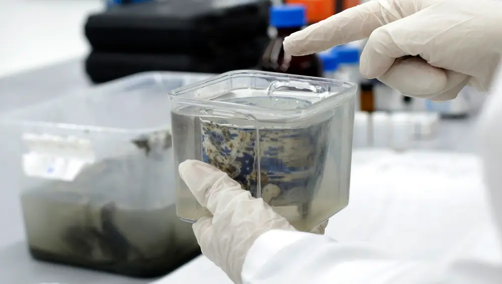 Presentan los objetos recuperados del galeón San José