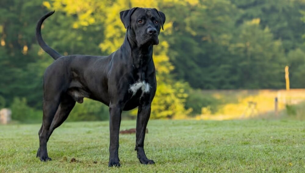 Presa canario