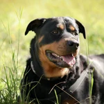 Estas son las razas de perro más peligrosas del mundo, según los veterinarios