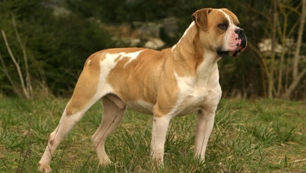 Bulldog americano