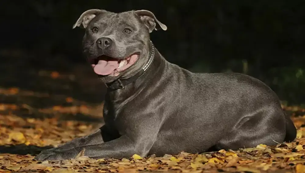 Staffordshire bull terrier