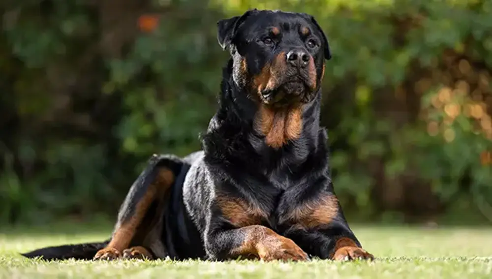 Rottweiler