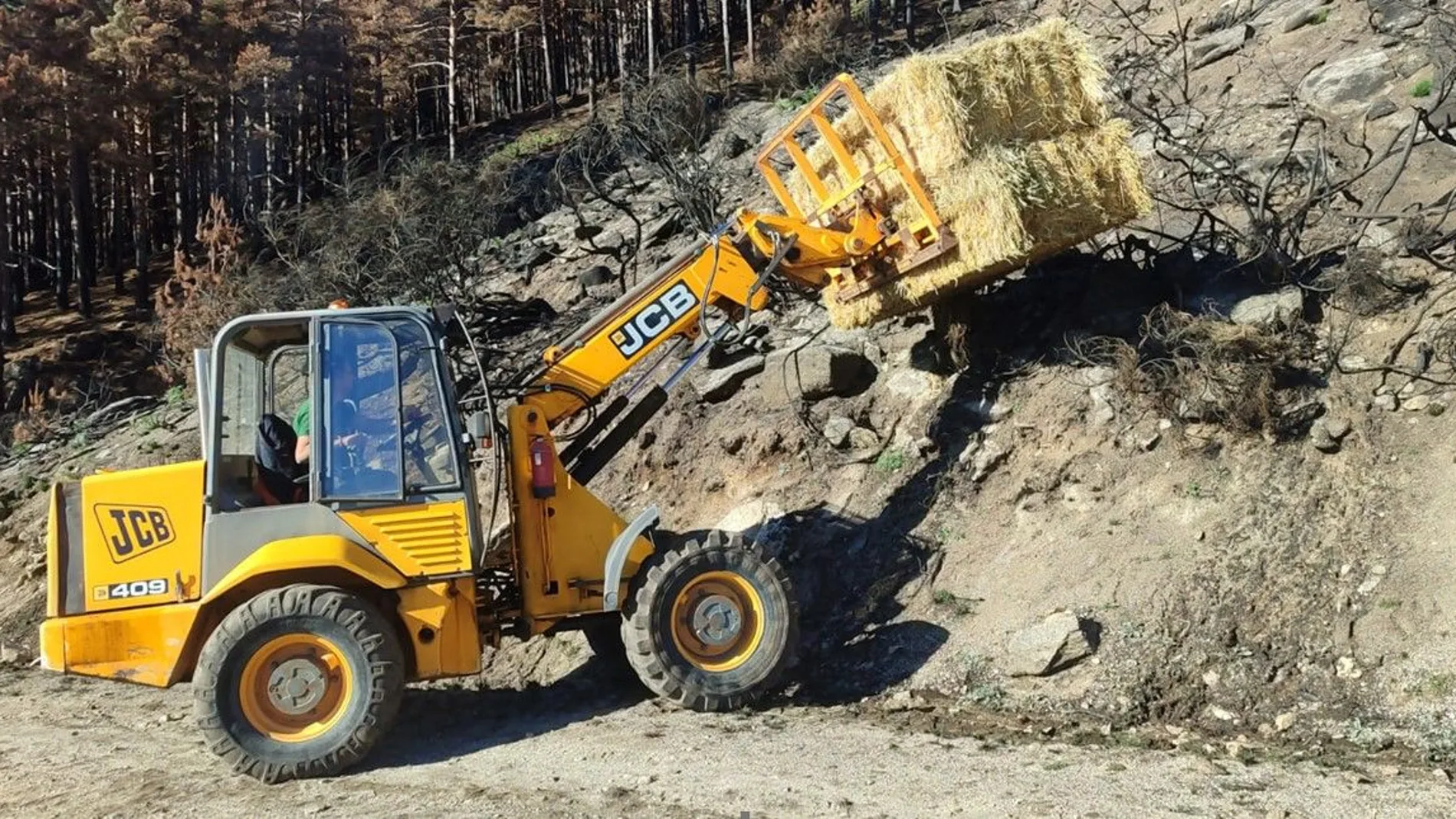 Trabajos en las zonas afectadas por los incendios forestas del verano