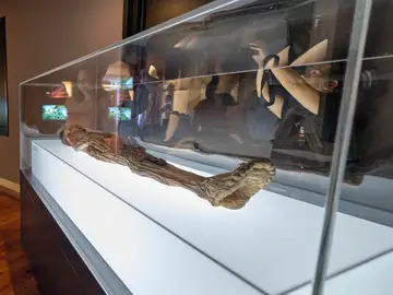 Cultura volverá a "museizar" los restos humanos retirados pero cumpliendo con las recomendaciones internacionales Cultura volverá a "museizar" los restos humanos retirados pero cumpliendo con las recomendaciones internacionales