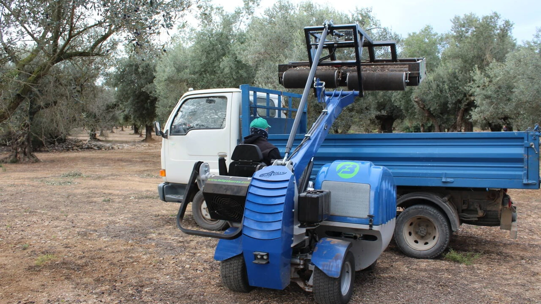 Campaña de aceite REMITIDA / HANDOUT por LA UNIÓ Fotografía remitida a medios de comunicación exclusivamente para ilustrar la noticia a la que hace referencia la imagen, y citando la procedencia de la imagen en la firma 24/11/2025