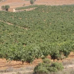 El Gobierno incumple la ley: los agricultores reclaman 370 millones de la PAC para olivares y viñedos