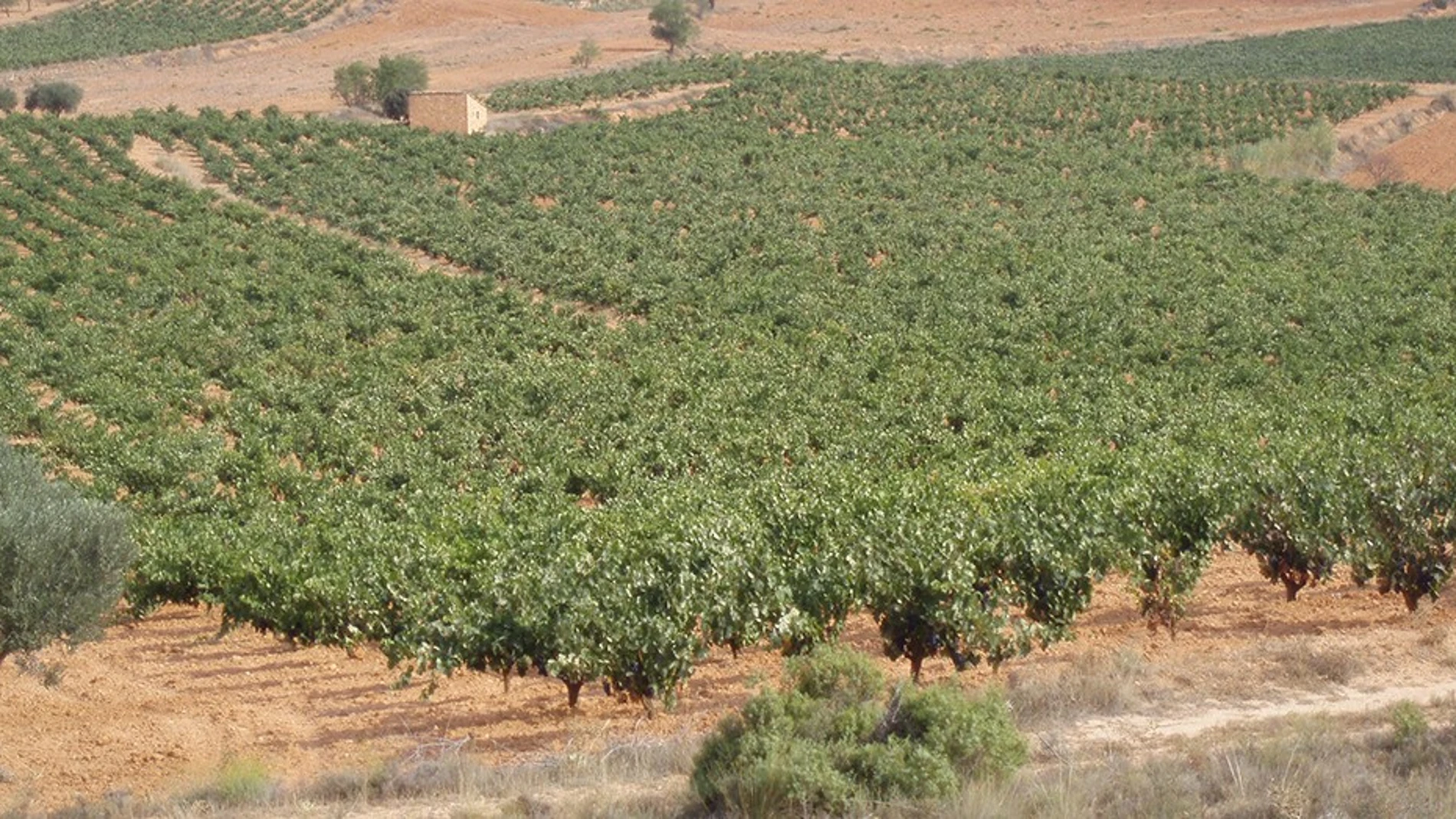 El Gobierno incumple la ley: los agricultores reclaman 370 millones de la PAC para olivares y viñedos