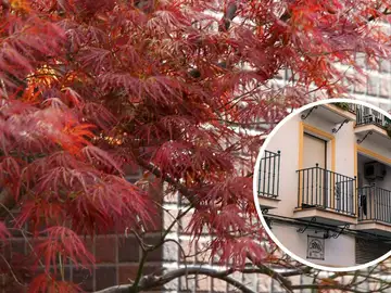 El árbol perfecto para darle color a balcones y terrazas de pocos metros este invierno El árbol perfecto para darle color a balcones y terrazas de pocos metros este invierno