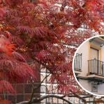 El árbol perfecto para darle color a balcones y terrazas de pocos metros este invierno