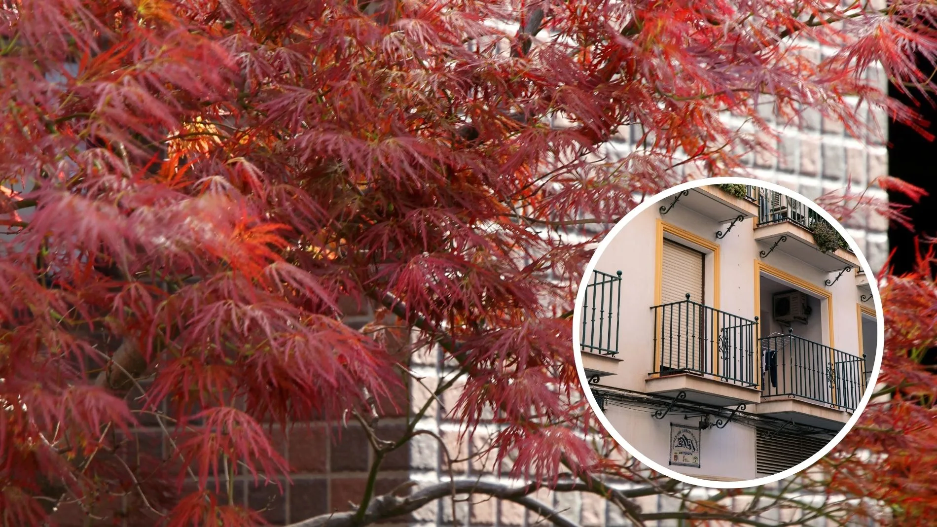 El árbol perfecto para darle color a balcones y terrazas de pocos metros este invierno