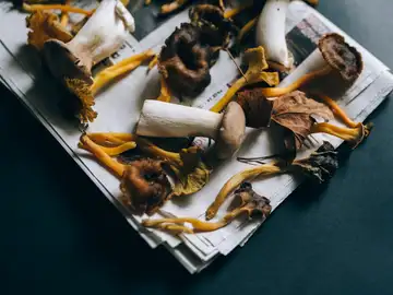 Setas de temporada Setas de temporada