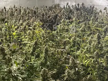 Sucesos.- Cae en Abanilla un grupo con 7 detenidos y la aprehensión de más de medio millar de plantas de cannabis Guardia Civil desmantela en Abanilla un grupo delictivo que cultivaba gran cantidad de marihuana REMITIDA / HANDOUT por Guardia Civil Fotografía remitida a medios de comunicación exclusivamente para ilustrar la noticia a la que hace referencia la imagen, y citando la procedencia de la imagen en la firma 25/11/2025