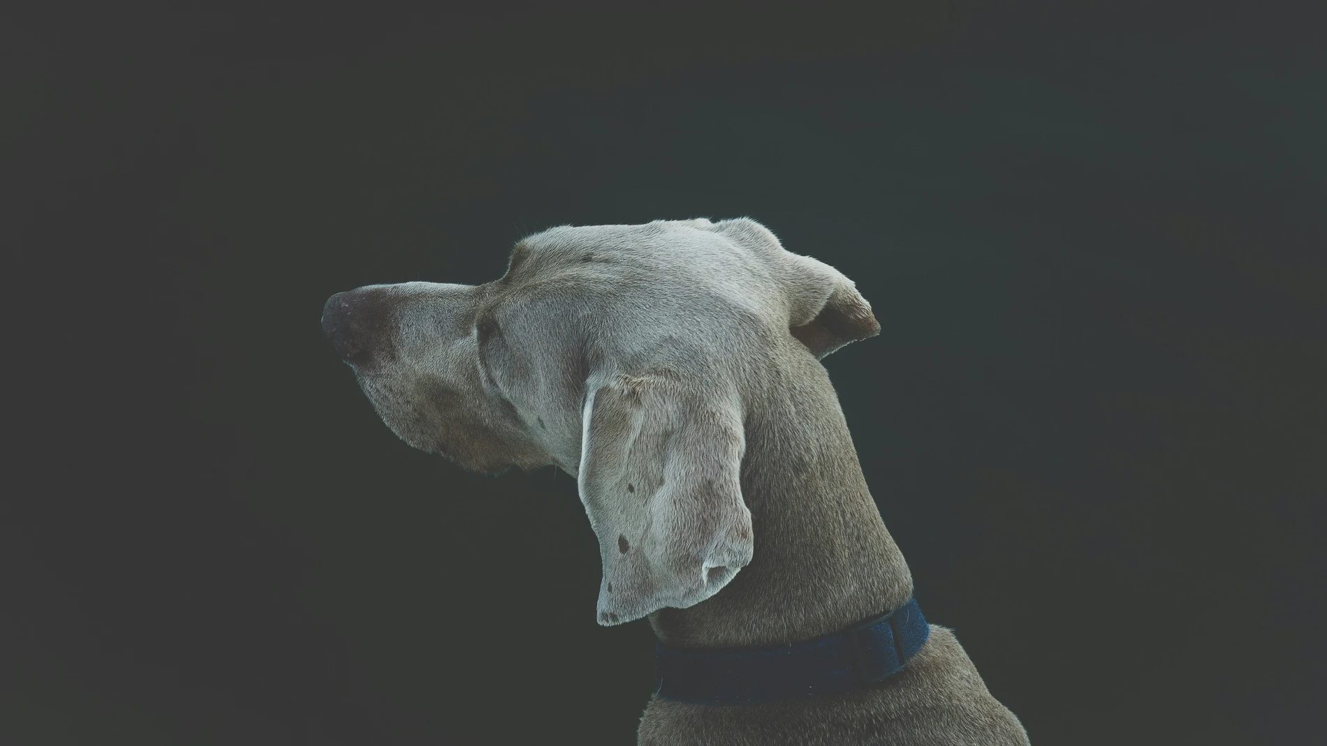 ¿Qué significa que tu perro incline la cabeza cuando le hablas?