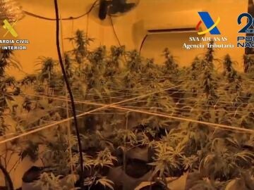 Una de las plantaciones de marihuana