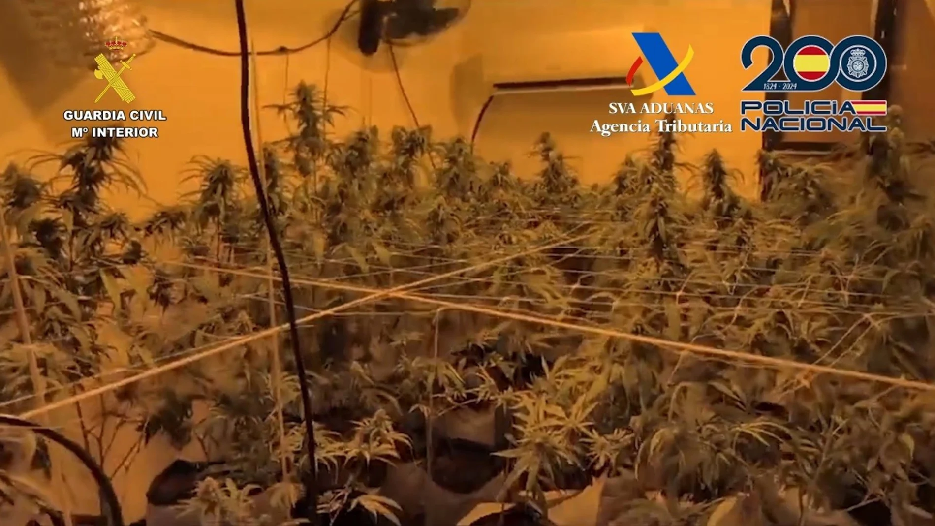 Una de las plantaciones de marihuana