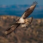 Imagen de un águila perdicera