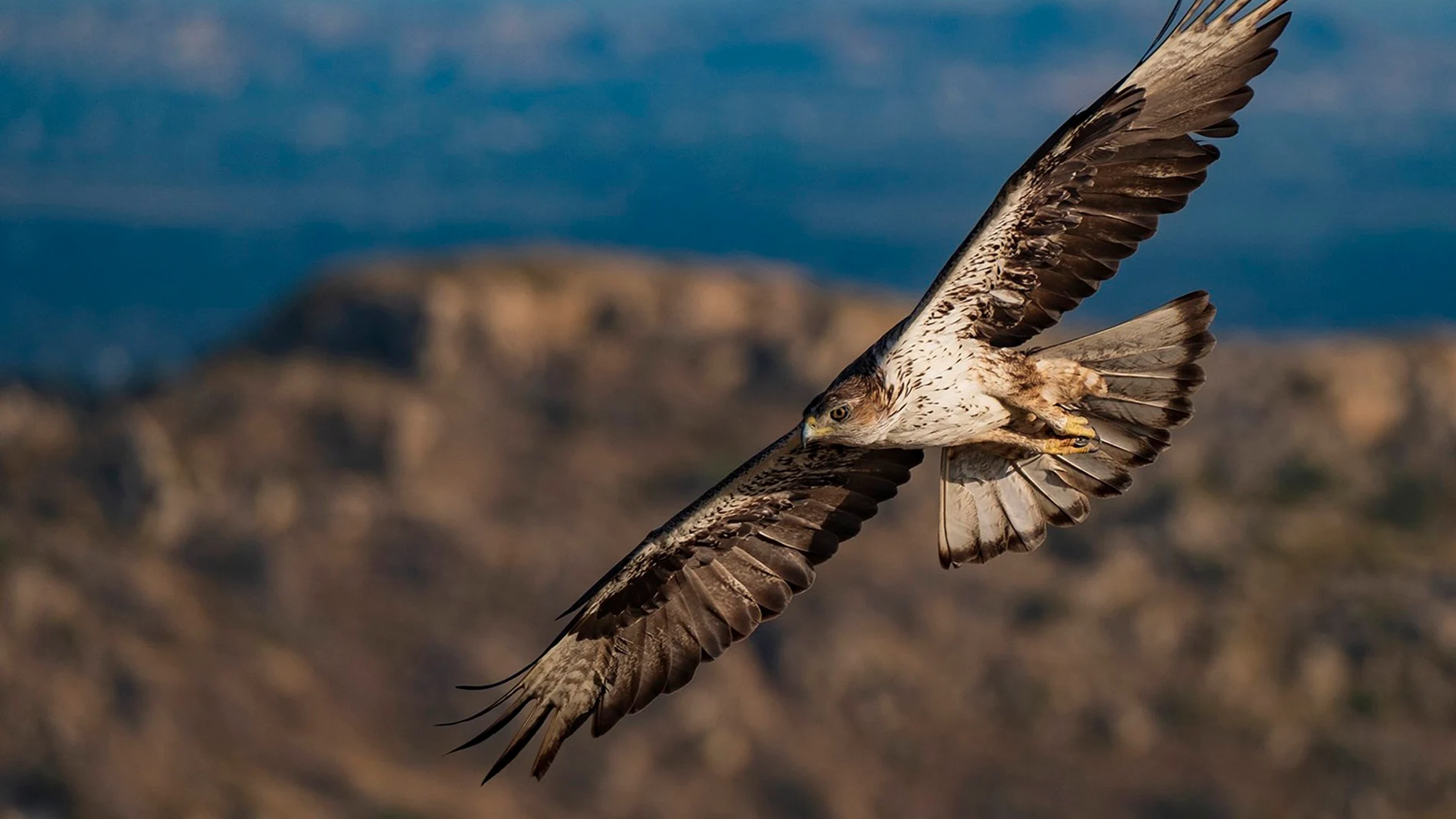 Imagen de un águila perdicera