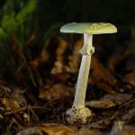 Amanita phalloides en Espa&ntilde;a