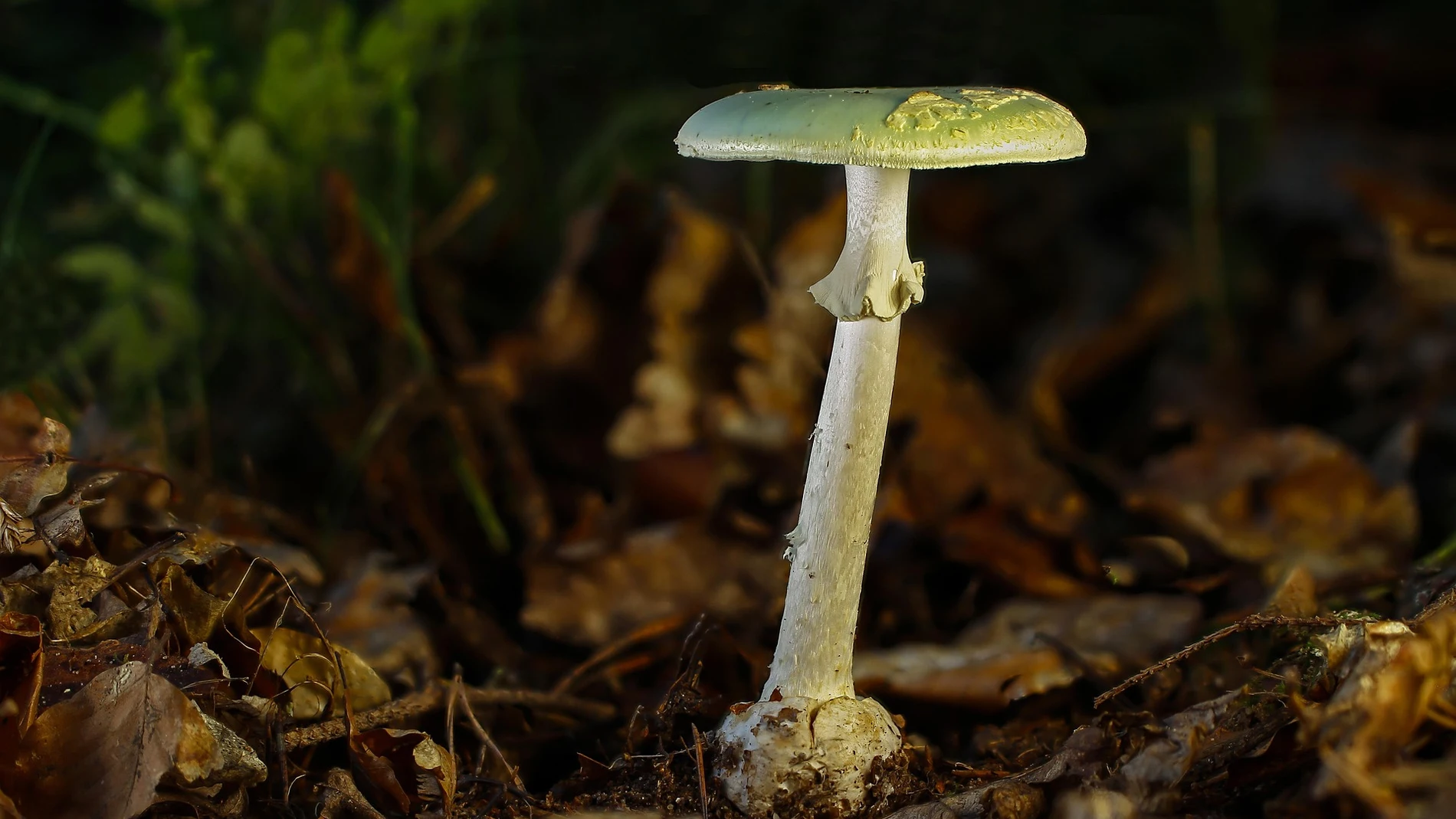 Amanita phalloides en España