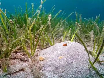El IEO-CSIC desarrolla nuevas técnicas para restaurar las praderas de Cymodocea nodosa del Mar Menor El IEO-CSIC desarrolla nuevas técnicas para restaurar las praderas de Cymodocea nodosa del Mar Menor