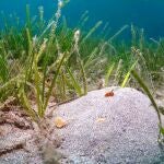 El IEO-CSIC desarrolla nuevas t&eacute;cnicas para restaurar las praderas de Cymodocea nodosa del Mar Menor