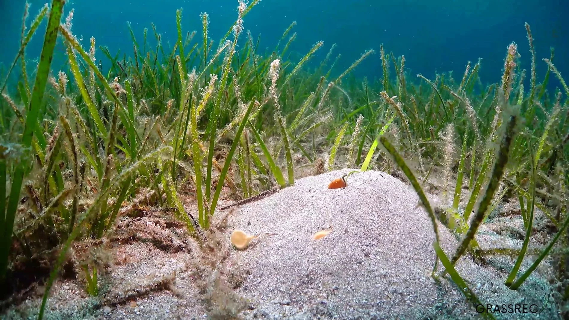 El IEO-CSIC desarrolla nuevas técnicas para restaurar las praderas de Cymodocea nodosa del Mar Menor