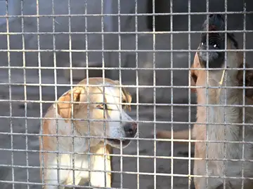 La UE pacta la primera ley de bienestar para perros y gatos con límites a la cría y microchip obligatorio La UE pacta la primera ley de bienestar para perros y gatos con límites a la cría y microchip obligatorio