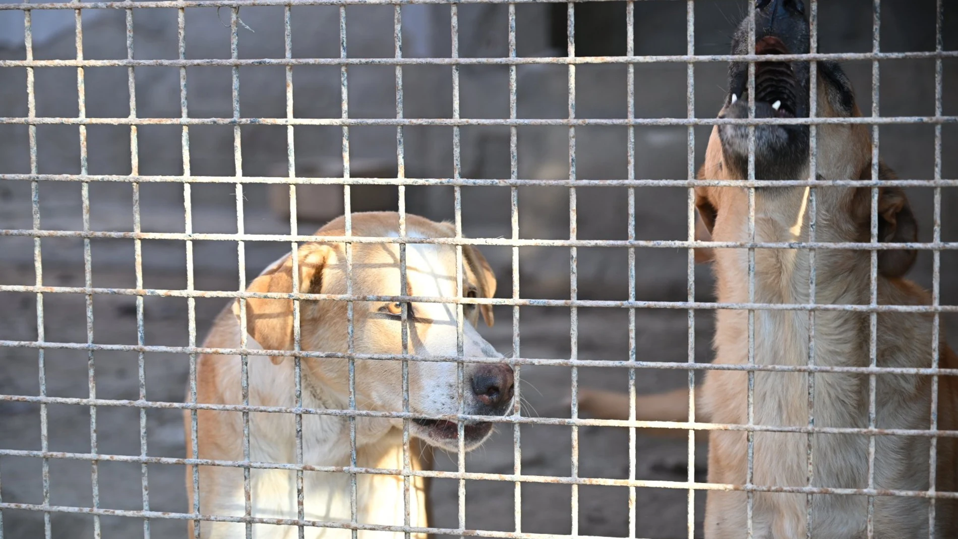 La UE pacta la primera ley de bienestar para perros y gatos con límites a la cría y microchip obligatorio