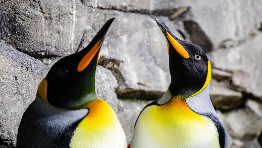 Los Polos es un ecosistema que permite viajar al extremo del planeta sin salir de Madrid.