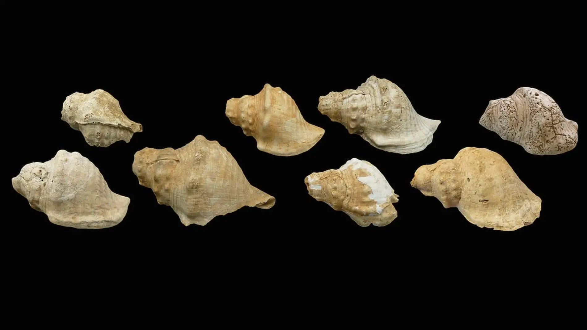 Las caracolas marinas halladas