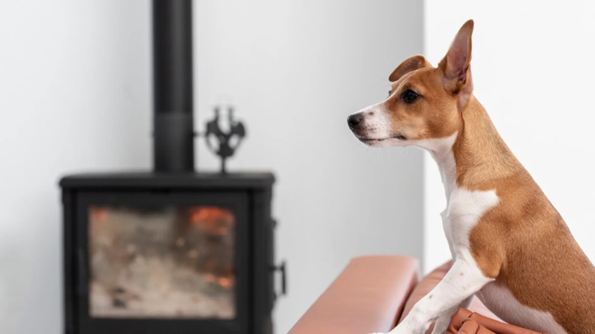¿Suele dejar olor tu perro en casa? Esta es la mejor forma de eliminarlo