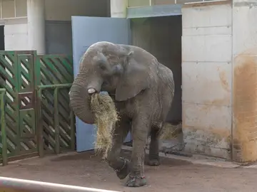 Muere el elefante Jums, macho dominante de Cabárceno, tras una pelea con su hijo (Foto de ARCHIVO) El elefante Jums REMITIDA / HANDOUT por GOBIERNO Fotografía remitida a medios de comunicación exclusivamente para ilustrar la noticia a la que hace referencia la imagen, y citando la procedencia de la imagen en la firma 30/09/2015