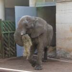 Muere el elefante Jums, macho dominante de Cab&aacute;rceno, tras una pelea con su hijo