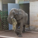Muere el elefante Jums, macho dominante de Cabárceno, tras una pelea con su hijo