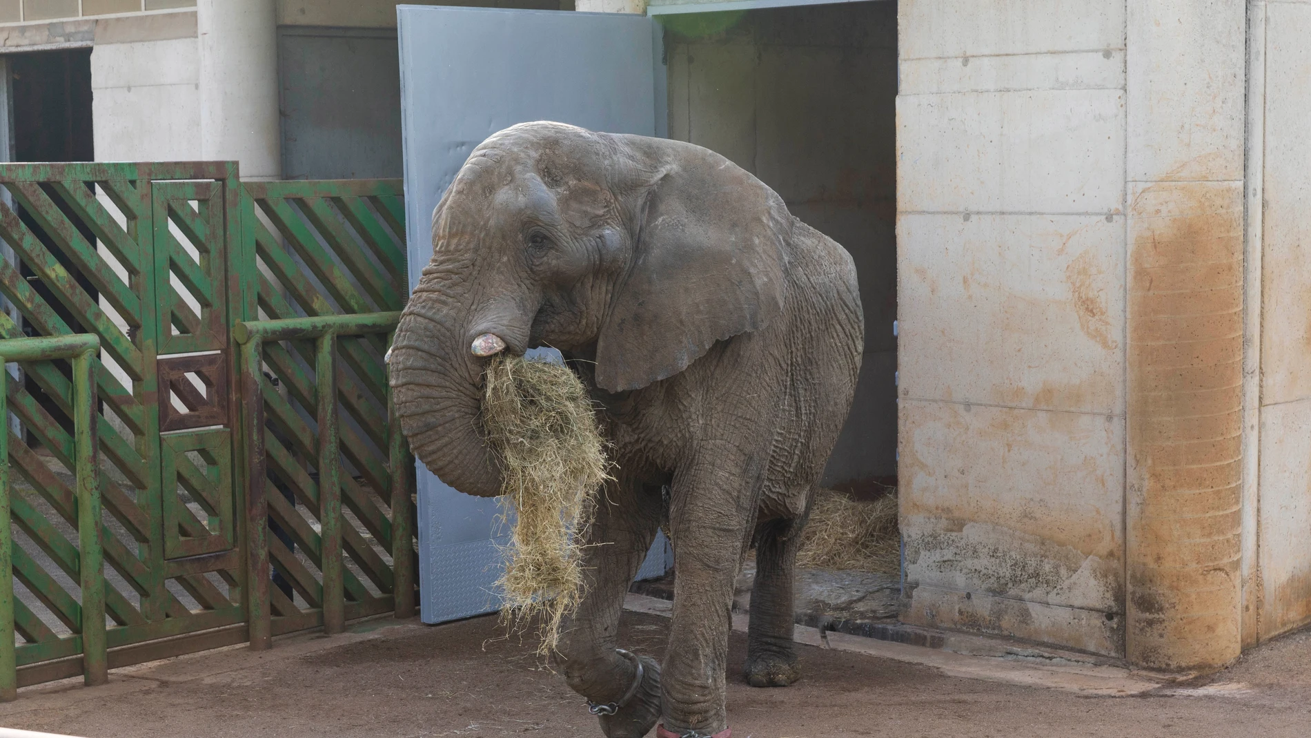 (Foto de ARCHIVO) El elefante Jums REMITIDA / HANDOUT por GOBIERNO Fotografía remitida a medios de comunicación exclusivamente para ilustrar la noticia a la que hace referencia la imagen, y citando la procedencia de la imagen en la firma 30/09/2015