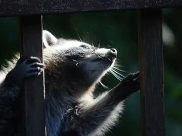 Un mapache irrumpe en una licorería, destroza botellas y aparece "durmiendo la mona" en el baño Un mapache irrumpe en una licorería, destroza botellas y aparece "durmiendo la mona" en el baño