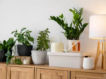 Plantas de interior en un estudio Plantas de interior en un estudio