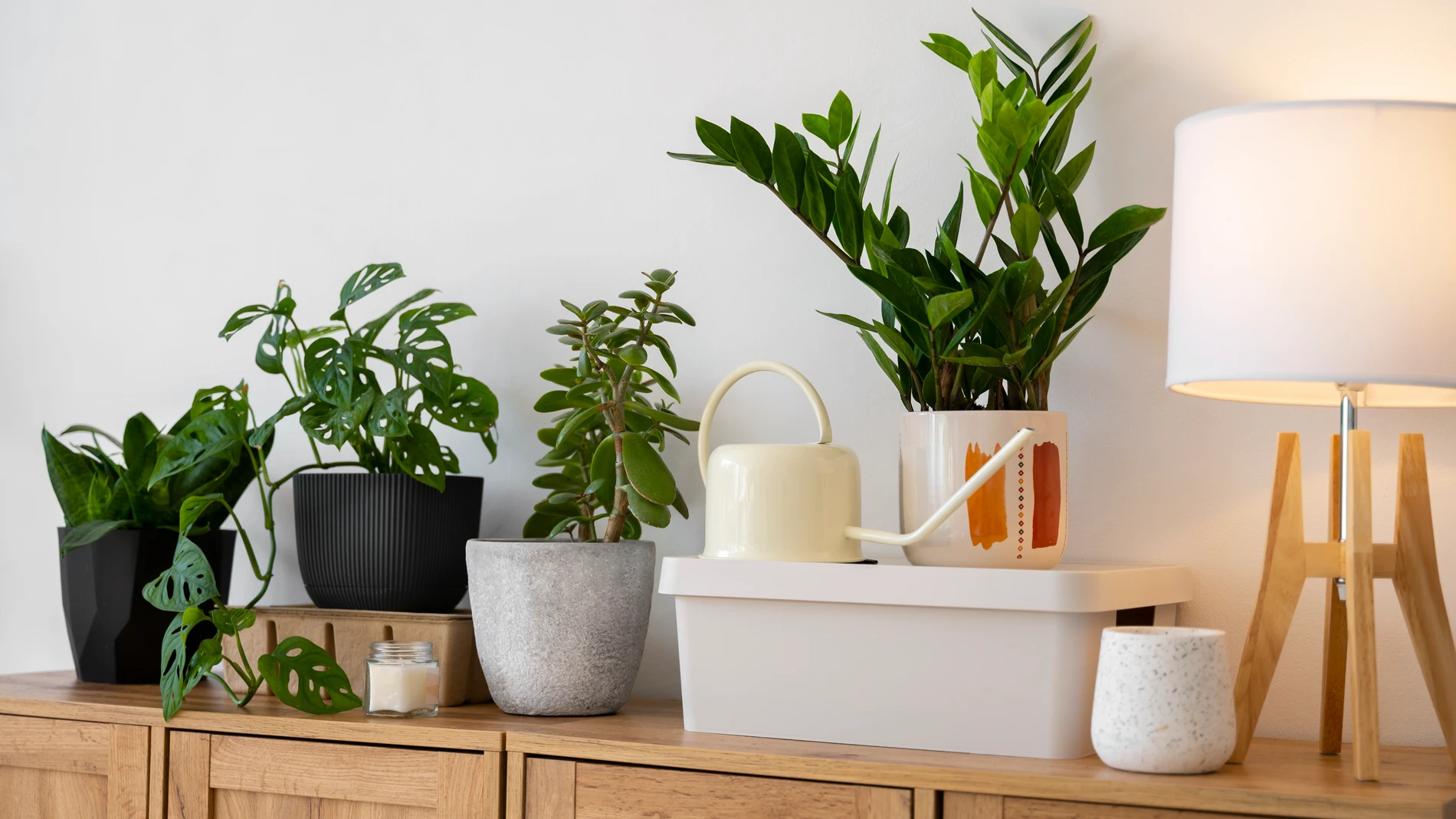 Plantas de interior en un estudio