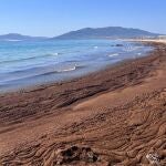Alga asi&aacute;tica en el litoral gaditano