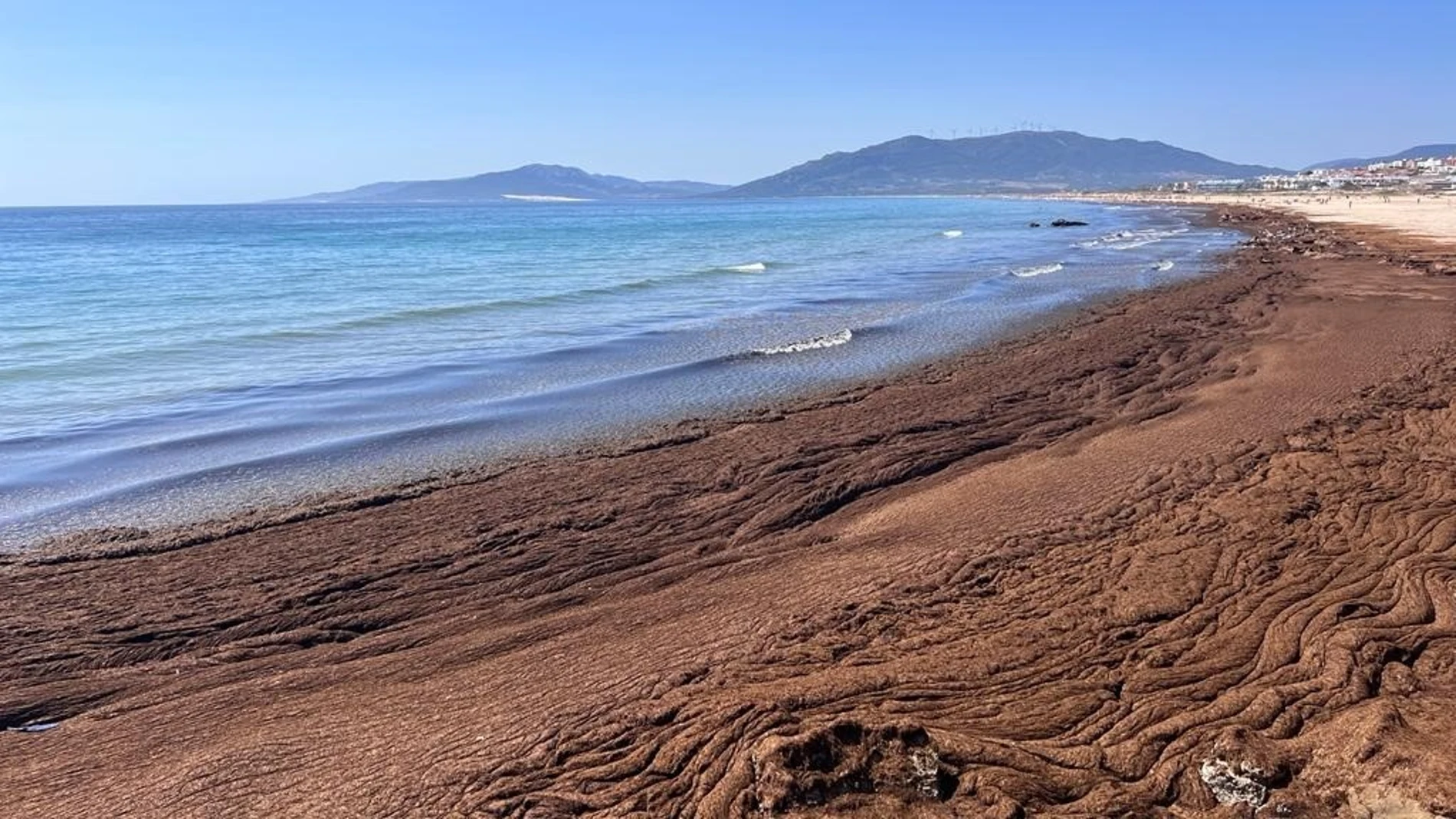 Un estudio de la US plantea transformar el alga invasora del Estrecho en biofertilizante para uso agrícolaREMITIDA / HANDOUT por UNIVERSIDAD DE SEVILLAFotografía remitida a medios de comunicación exclusivamente para ilustrar la noticia a la que hace referencia la imagen, y citando la procedencia de la imagen en la firma04/12/2025